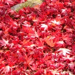 京都 嵐山 紅葉 状況