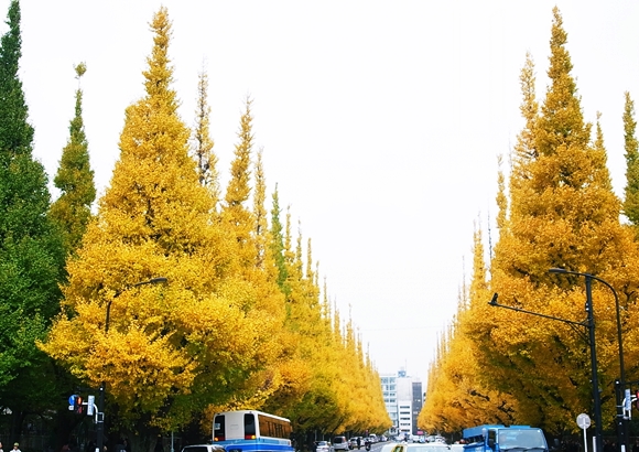 東京の紅葉なら明治神宮！銀杏の見頃と外苑いちょう並木